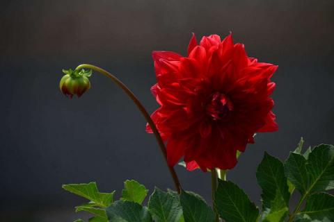 盆栽地瓜花怎么养殖