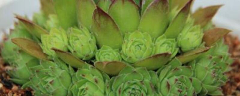 多肉观音莲怎么修剪（观音莲多肉怎么养护）