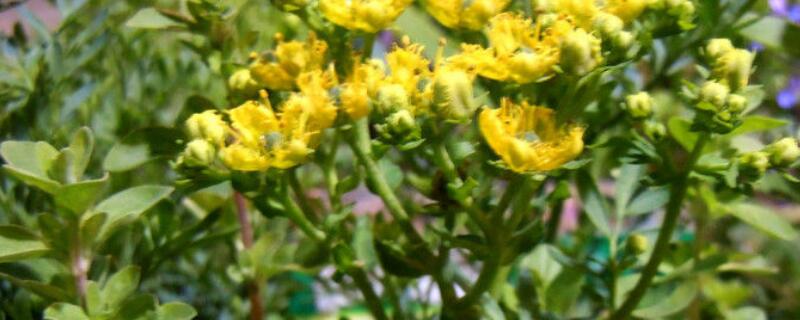 如何养云香花（云香养殖方法和注意事项）