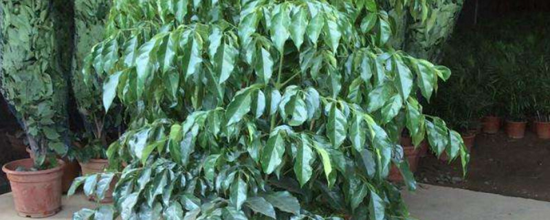 绿宝树叶子枯萎发干 绿宝树叶子枯萎发干还能救活吗