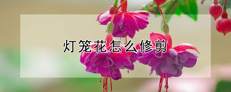 灯笼花怎么修剪（灯笼花怎么修剪能多开花）