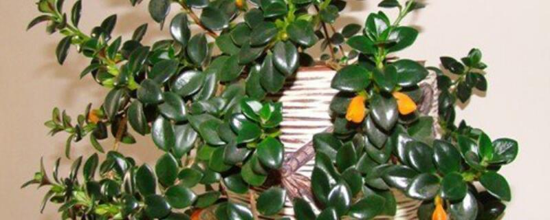 金鱼吊兰叶子变薄是怎么回事（秋天金鱼吊兰叶子变薄还掉叶子）