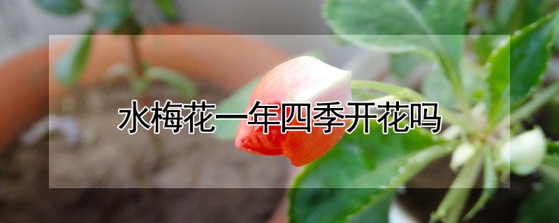 水梅花一年四季开花吗 水梅花一年开几次花