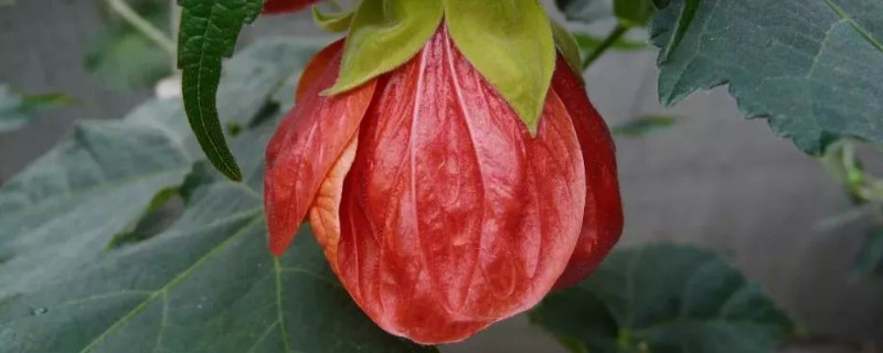 蔓性风铃花不开花原因 蔓性风铃花掉花苞什么原因