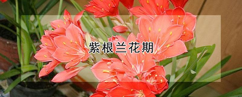 紫根兰花期 紫根兰花期怎么施肥