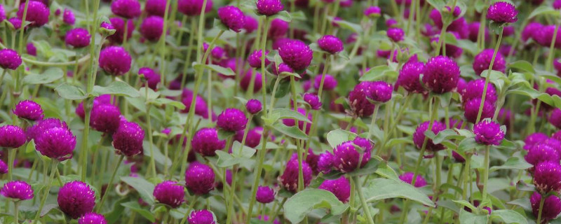 千日红如何过冬天 千日红冬天会开花吗