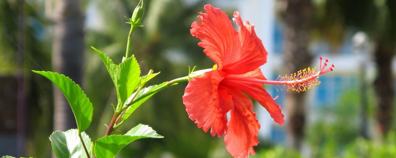 扶桑花秋季的养殖方法 扶桑花秋季可以移栽吗