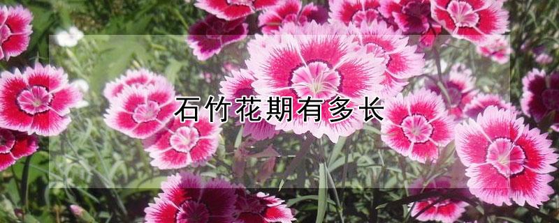 石竹花期有多长 五彩石竹花期有多长