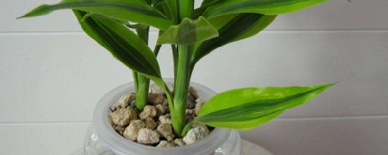 水培竹子的养殖方法和注意事项（水培竹子生根前的养殖方法和注意事项）