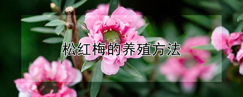 松红梅的养殖方法 松红梅的养殖方法和注意事项视频