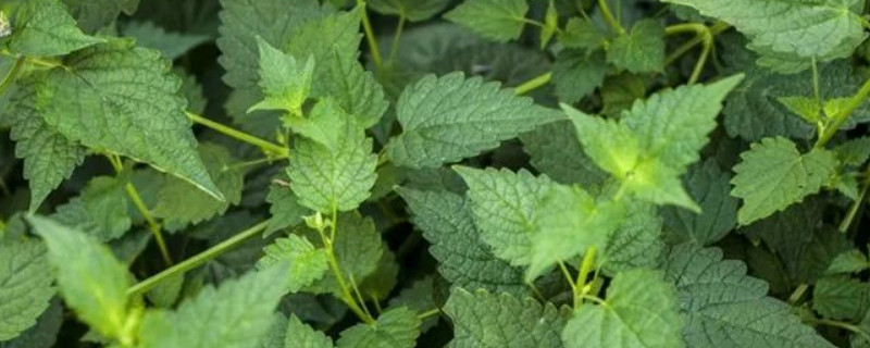 藿香盆栽怎么长得快(藿香盆栽如何种植技术)