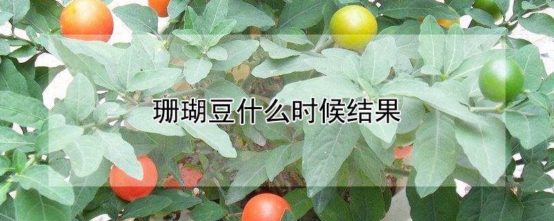 珊瑚豆什么时候结果（珊瑚豆第一年结果吗?）