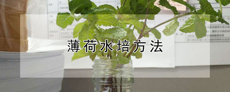 薄荷水培方法（种薄荷如何水培养）