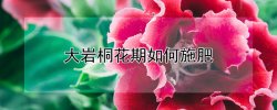 大岩桐花期如何施肥 大岩桐花需要什么肥