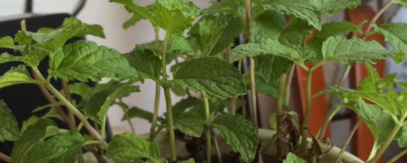 养薄荷的时候要注意什么 薄荷的养殖方法和注意事项薄荷怎么养