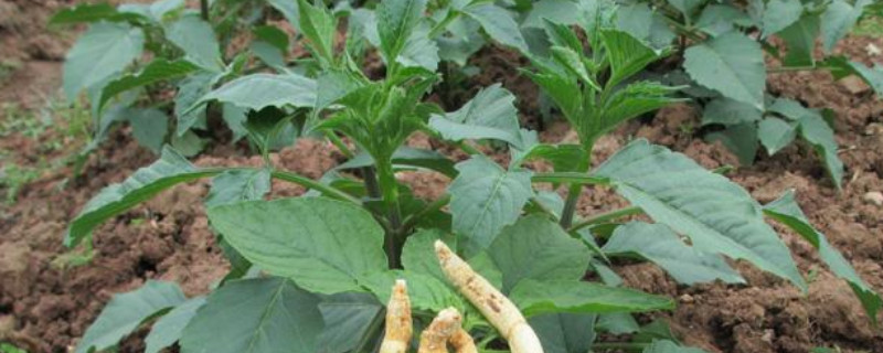 党参种植时间和方法 党参的种植与生长条件