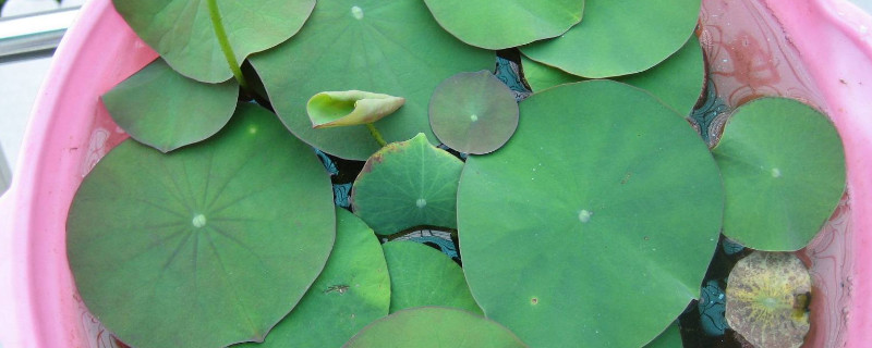 碗莲怎么养殖方法 碗莲的养殖方法和注意事项