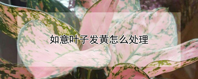 如意叶子发黄怎么处理 如意叶子黄了怎么办
