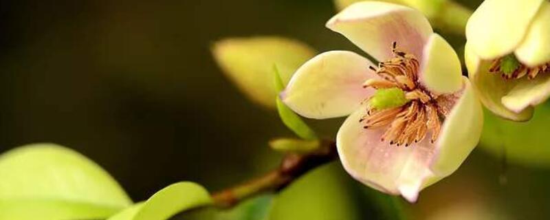 含笑花怎么过冬 含笑花过冬注意事项