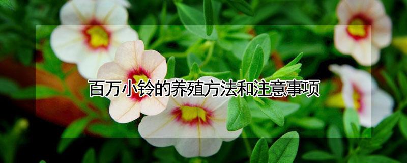 百万小铃的养殖方法和注意事项 百万小铃的种植方法