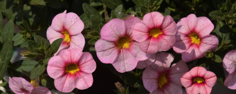 舞春花播种子方法（舞春花开花之后就有种子吗）