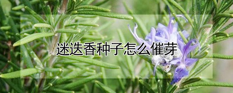 迷迭香种子怎么催芽 迷迭香催芽方法