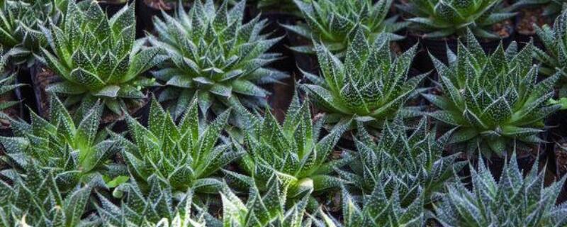 波露叶子白了（波露叶子干瘪怎么办）