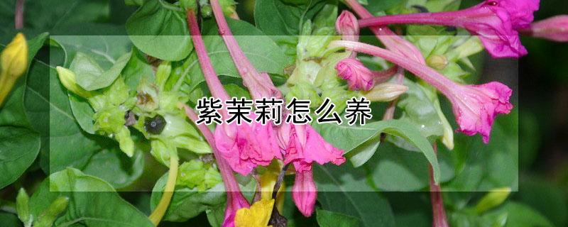 紫茉莉怎么养 紫茉莉怎么养殖方法?