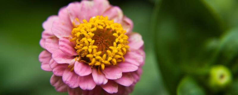 百日菊怎么修剪（百日菊修剪后还会开花吗）