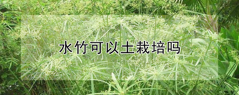水竹可以土栽培吗 水竹能盆栽吗