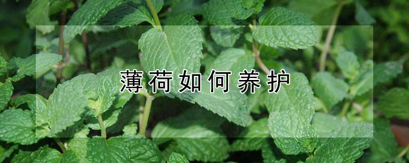 薄荷如何养护 薄荷的用处和养护方法
