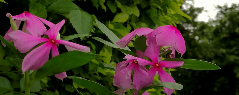 长春花移植方法 长春花的播种繁殖方法