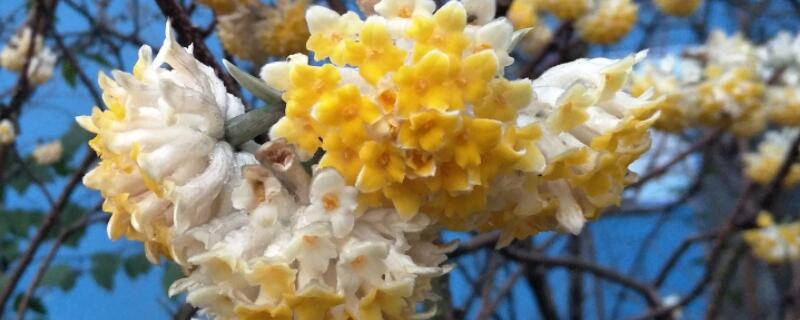 结香花怎样修剪 结香花怎么养护