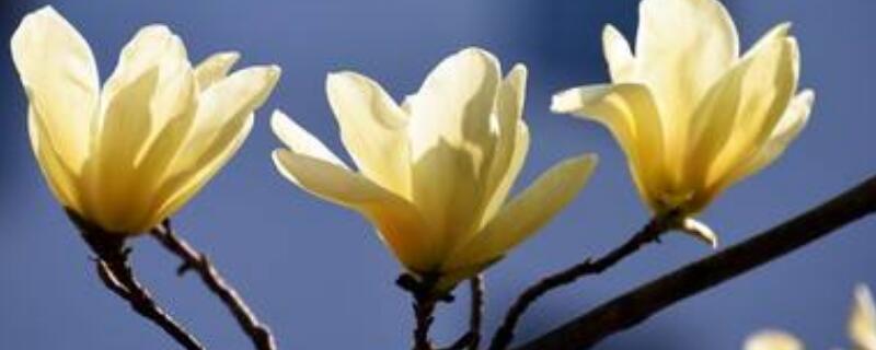 黄玉兰的养殖方法 黄玉兰盆栽怎么养