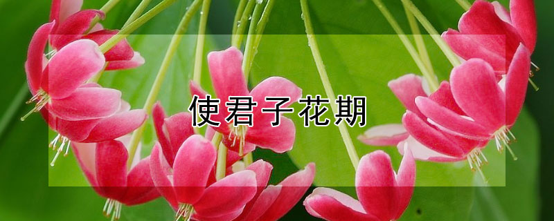 使君子花期 使君子花期是几月