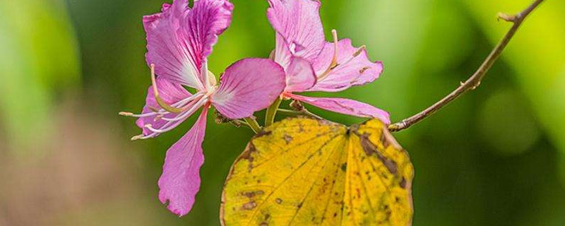 夏天紫荆花为什么干叶子 紫荆花是常绿还是落叶