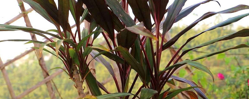 盆栽千年木的养殖方法 千年木的养植方法