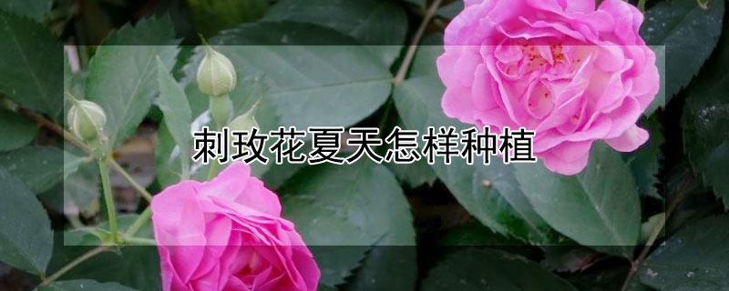 刺玫花夏天怎样种植(刺梅花什么时候移栽)
