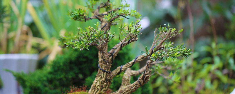 黄杨的养殖方法和注意事项 盆栽黄杨的养殖方法和注意事项