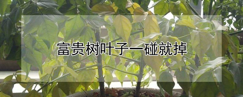 富贵树叶子一碰就掉 富贵树叶子掉了怎么回事