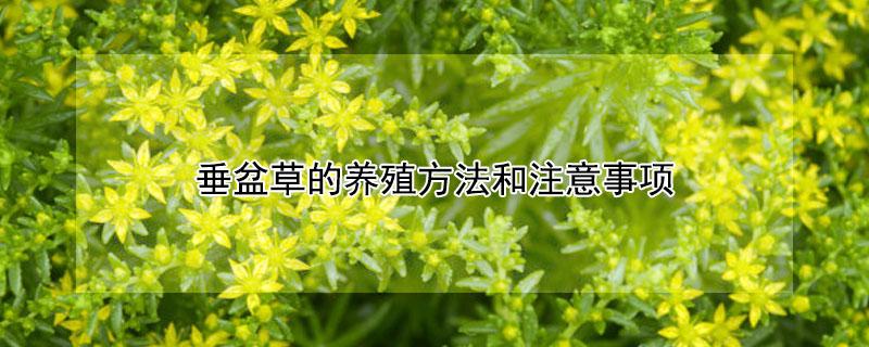 垂盆草的养殖方法和注意事项（垂盆草的生长环境）