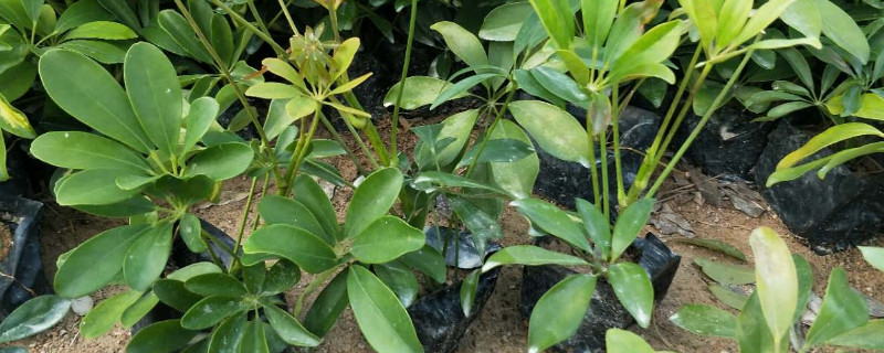 鸭脚木小苗怎移栽（鸭脚木幼苗怎样栽培）