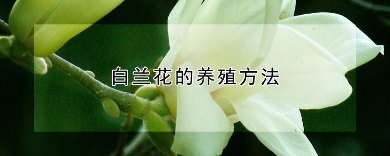 白兰花的养殖方法（白兰花的养殖方法和注意事项）