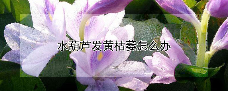 水葫芦发黄枯萎怎么办 水葫芦发黑枯萎