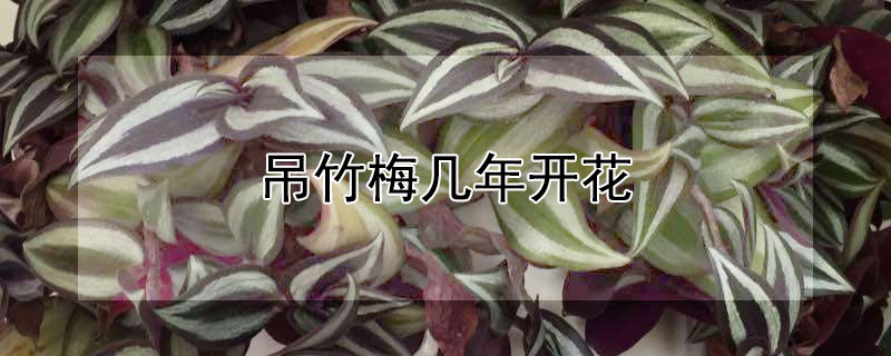 吊竹梅几年开花（吊竹梅的花期）