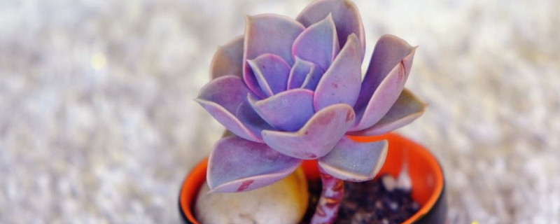 紫珍珠不长侧芽怎么办 紫珍珠长侧芽了怎么处理