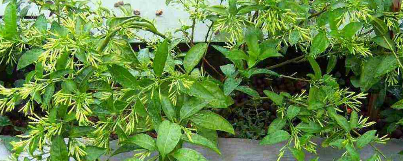 盆栽夜来香的养殖方法和注意事项(夜来香的养殖方法和注意事项)