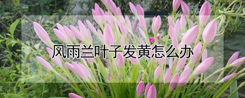 风雨兰叶子发黄怎么办 风雨兰叶子发黄怎么回事
