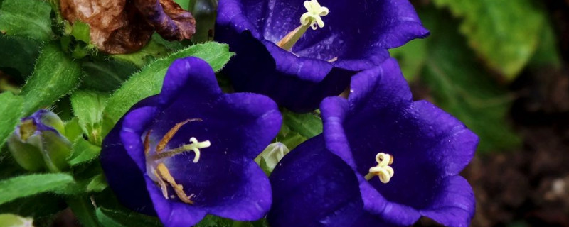 法国风铃花怎么养(法国风铃草的养殖方法)