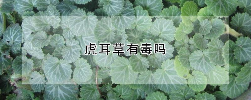 虎耳草有毒吗 虎耳水草有毒吗